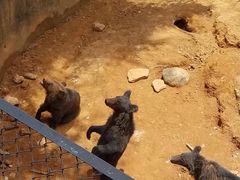 -云南野生动物园