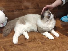 -绒爪撸猫下午茶·猫咖