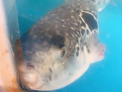 -天正河鲀·河豚亭(大连店)