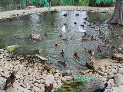 -西霞口神雕山野生动物世界