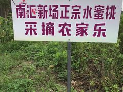 -南汇新场正宗水蜜桃采摘