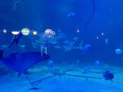 -烟台海昌鲸鲨海洋公园