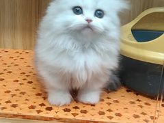 -欣宠猫屋·矮脚拿破仑·蓝金金渐层