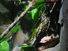 -贵州森林野生动物园