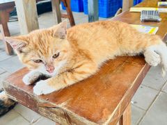 -庞各庄翠芳园西瓜蔬菜基地采摘园