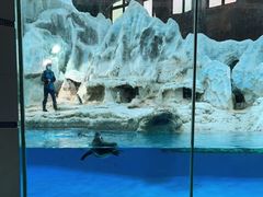 -帝企鹅自助餐厅•儿童岛•真企鹅(长隆企鹅酒店)