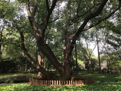 -徐家汇源景区-衡山公园