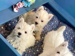 -萌宠之家·腊肠犬·马尔泰·小体犬舍