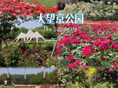 -大望京公园