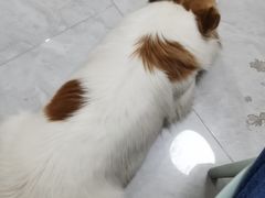 -恒幸动物医院·急重症转诊中心·神经内外科·CT核磁
