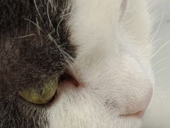 -喵园·猫主题咖啡厅·撸猫·猫咖(国贸店)