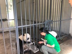 -都江堰中华大熊猫苑