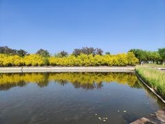 -天津东丽湖风景区