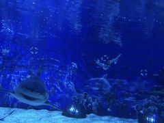 -成都浩海立方海洋公园