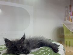 -青奢宠物·青奢猫舍