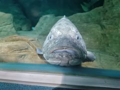 -上海海洋水族馆