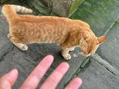 -黄龙溪古镇-古龙寺