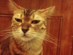 -猫色咖啡·猫咖