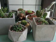 -蜜蜂小象·榴莲千层蛋糕(时代汇11栋店)