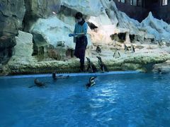 -帝企鹅自助餐厅•儿童岛•真企鹅(长隆企鹅酒店)