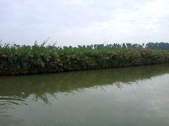 -大湾区中央湿地公园