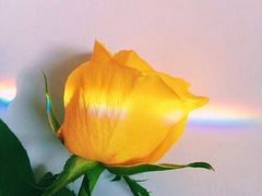 -桃园农庄·桃源宴