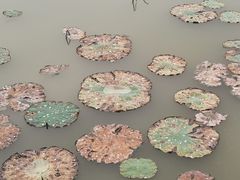 -大湾区中央湿地公园
