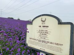 -紫颐香薰山谷景区