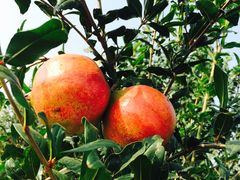 -葛记焖饼(伏牛路店)