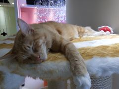 -藏猫猫咖啡主题馆(中央大道店)