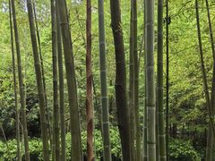 -都江堰中华大熊猫苑