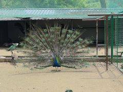 -苏州上方山国家森林公园