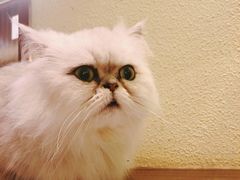 -more than meow吴止猫主题餐厅(承德 中船汇店)