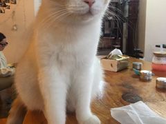 -蓝鲸·缅因猫舍