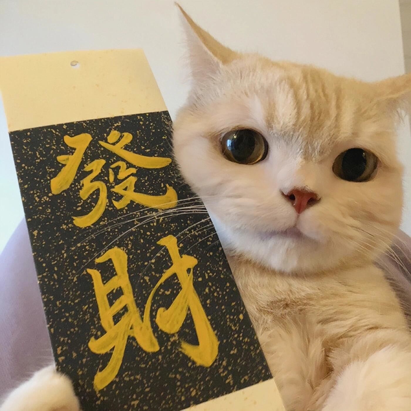 开心猫咪传好运