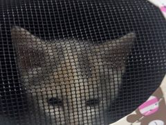 -瑞派福兴宠物医院犬猫全科·骨科·中西医结合(河东店)