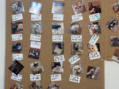 -楼上猫咖(罗湖店)