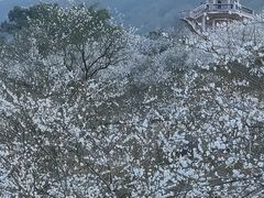 -广州市流溪河国家森林公园