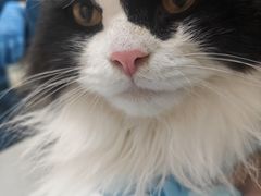 -爱佳宠物中心医院24H·CT·骨外科·猫专科(瑶海万达店)