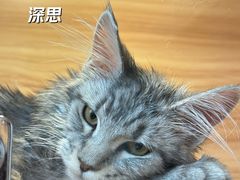 -猫十亿·布偶金渐层·曼基康矮脚猫舍(青年路店)