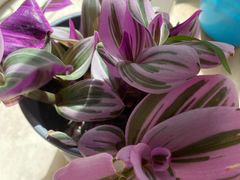 -金陵花卉交易市场