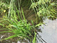 -成都市活水公园