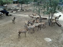 -石家庄市动物园