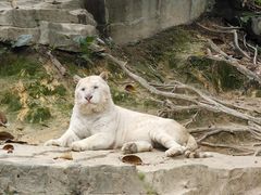 -广州长隆野生动物世界