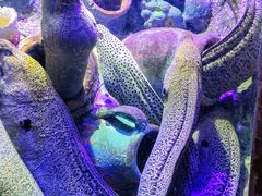 -太平洋海底世界