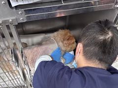 -申普宠物医院·眼科·心内科·影像科(普陀分院)