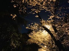 -武汉大学-樱园