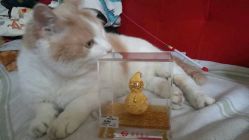 -菜百首饰(朝阳店)