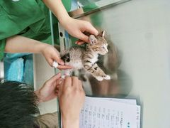 -守诺宠物医院·眼科· 特色牙科·异宠专科(虹口店)