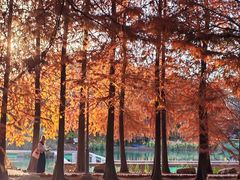 -上海海湾国家森林公园